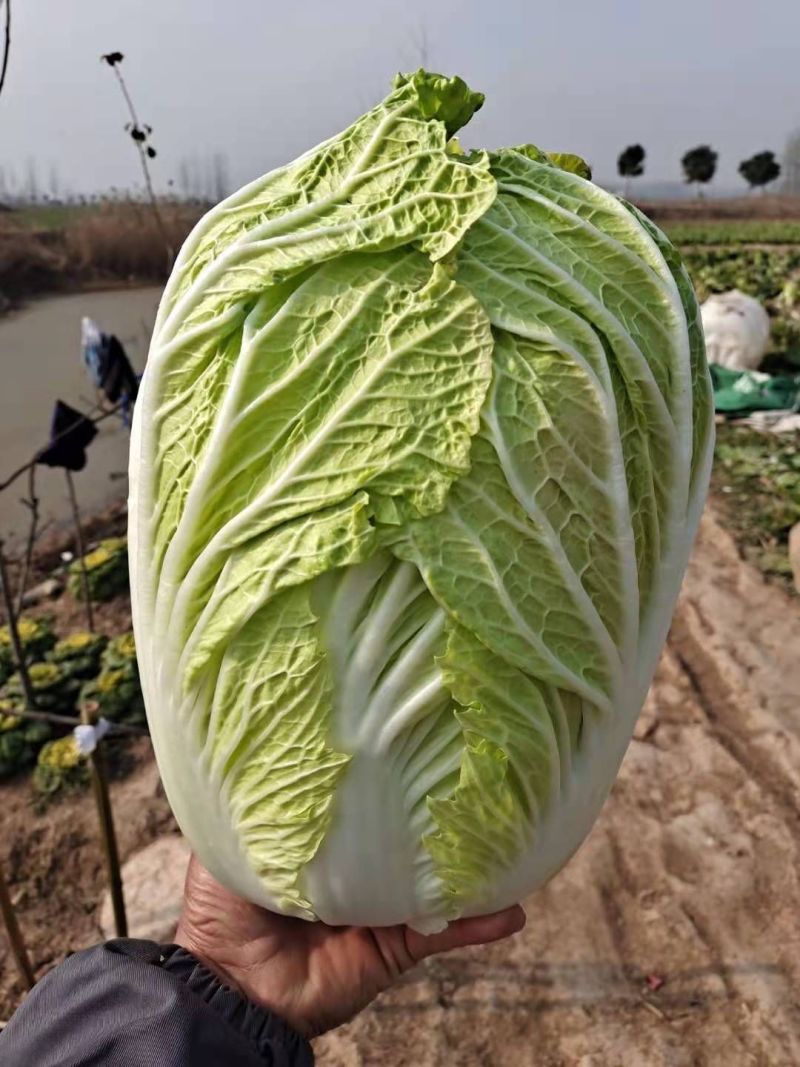 白菜