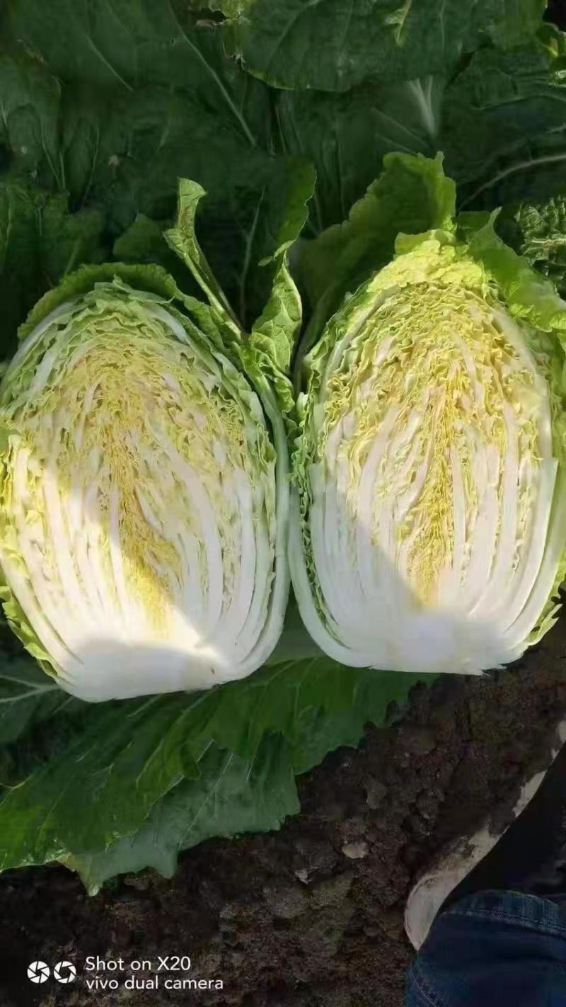 白菜
