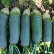 《精选》吉林水果萝卜青萝卜诚信至上保质保量基地直发