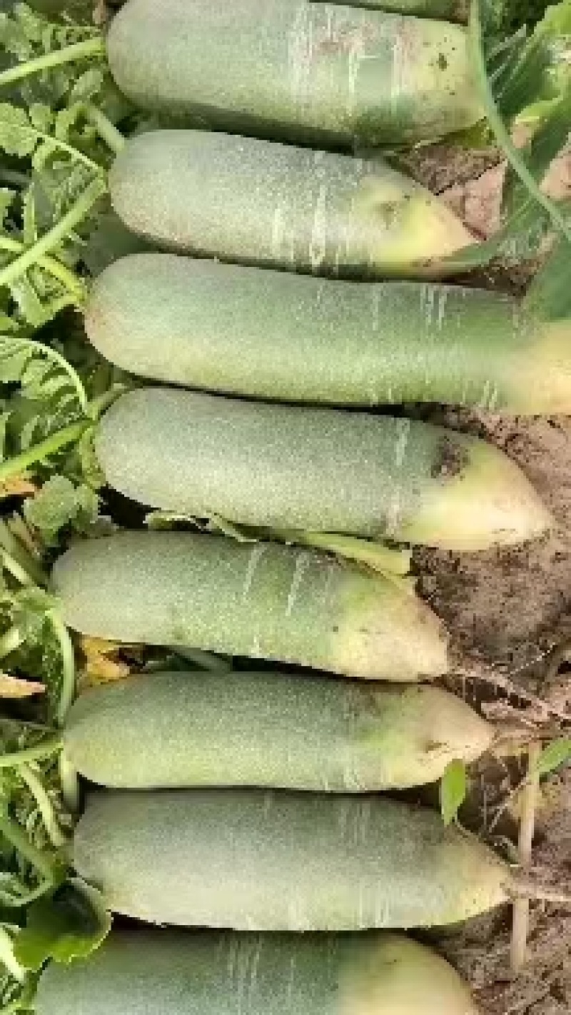 《精选》吉林水果萝卜青萝卜诚信至上保质保量基地直发