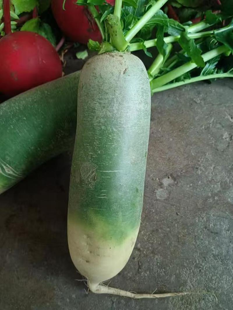《精选》吉林水果萝卜青萝卜诚信至上保质保量基地直发