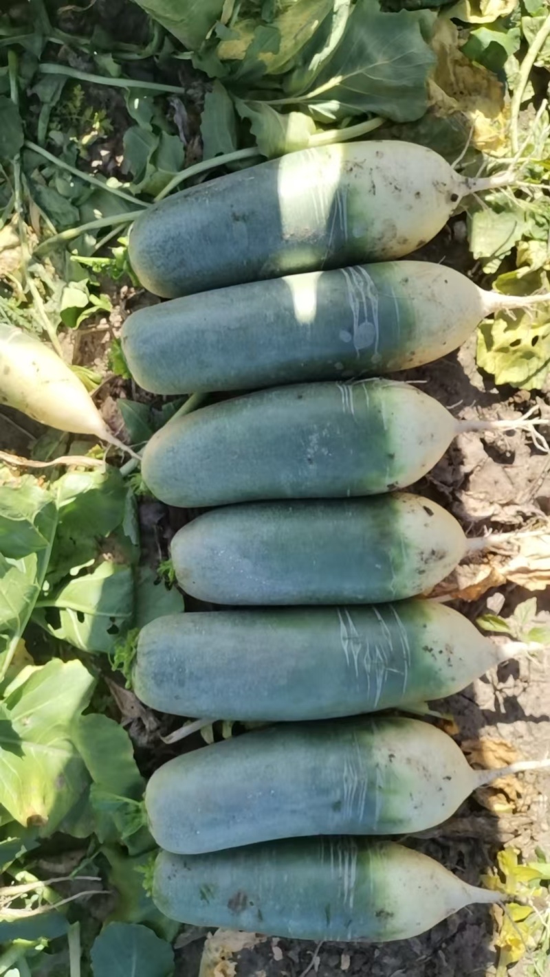 《畅销》吉林青萝卜基地直发保质保量一条龙服务