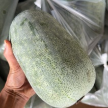 云南小香冬瓜水果冬瓜大量上市电商市场欢迎合作