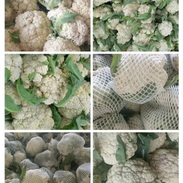 有机花菜