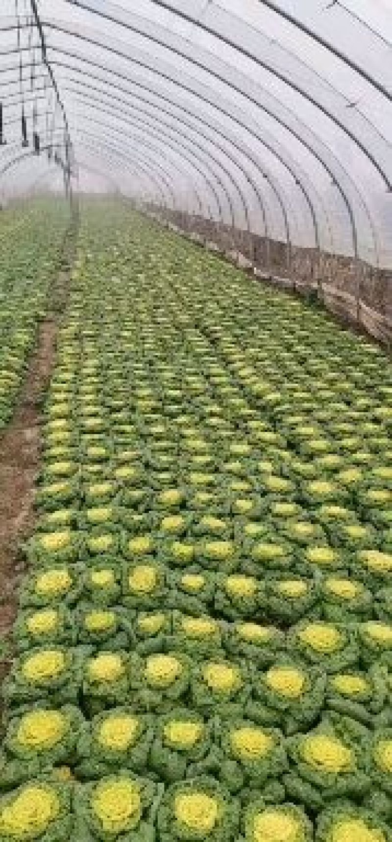 黄心菜