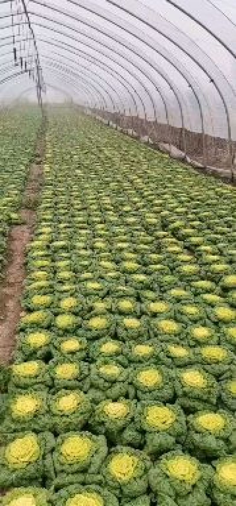 黄心菜