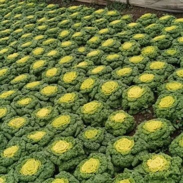 黄心菜
