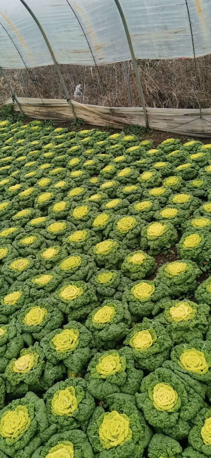 黄心菜