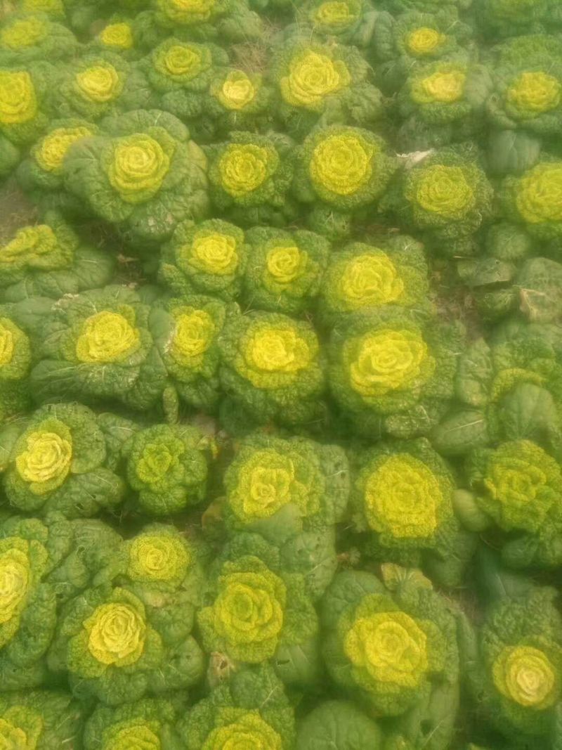 黄心菜