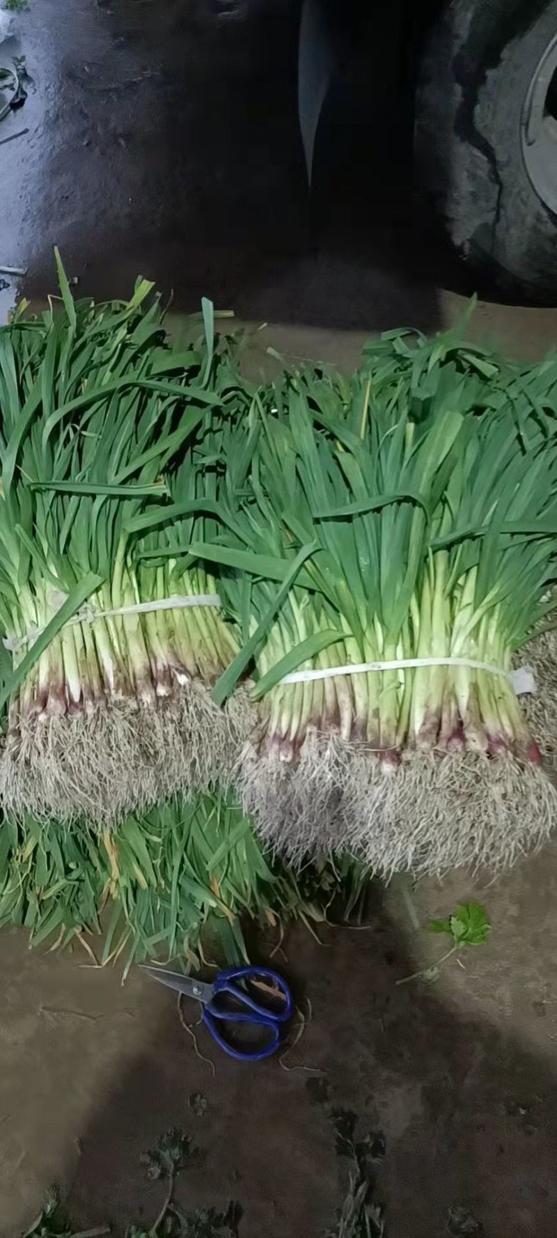 蒜苗