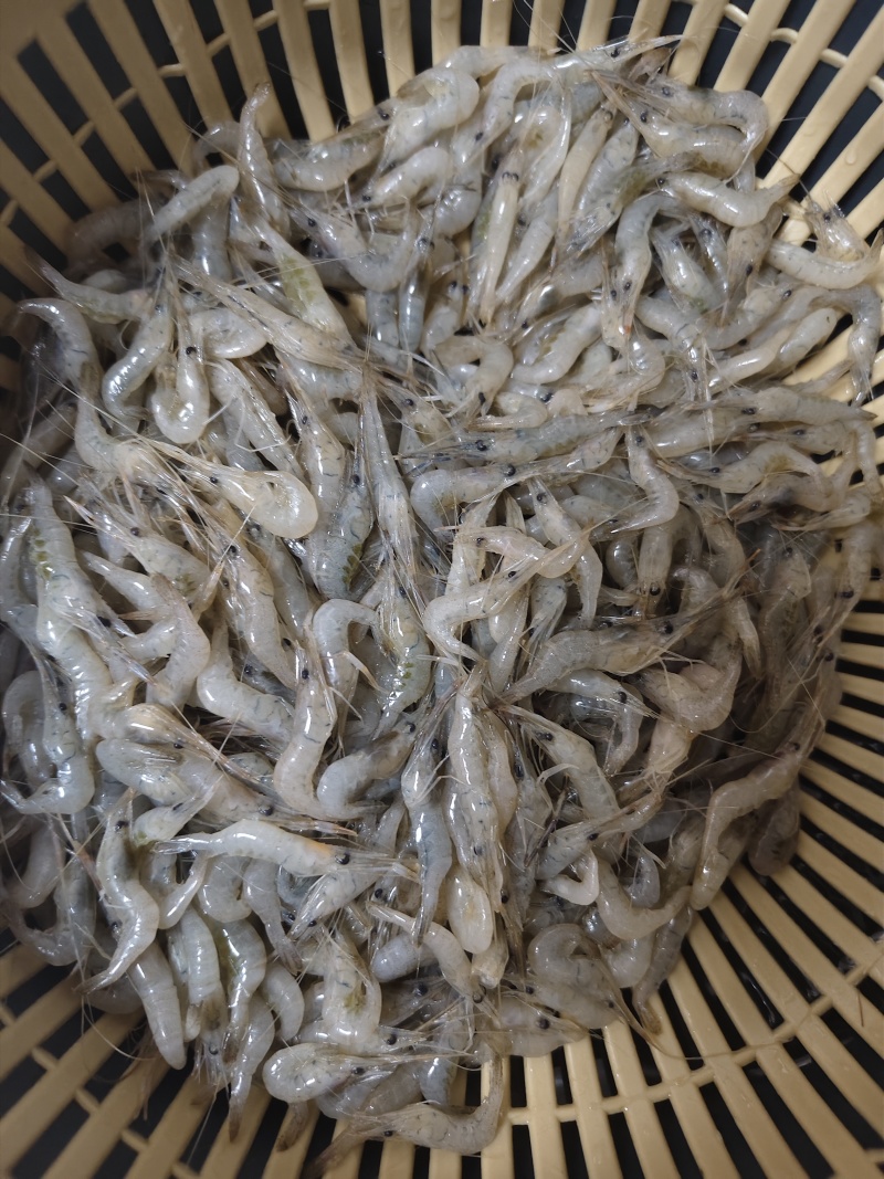 河虾，大量有货，半斤/盒