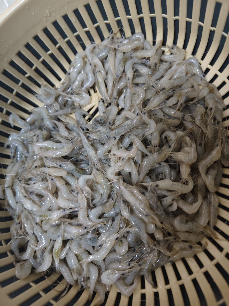 河虾，大量有货，半斤/盒