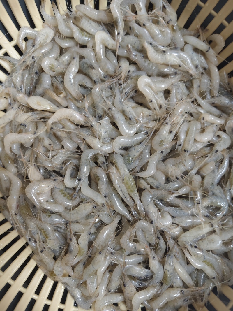 河虾，大量有货，半斤/盒