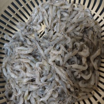 河虾，大量有货，半斤/盒