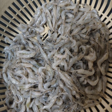 河虾，大量有货，半斤/盒