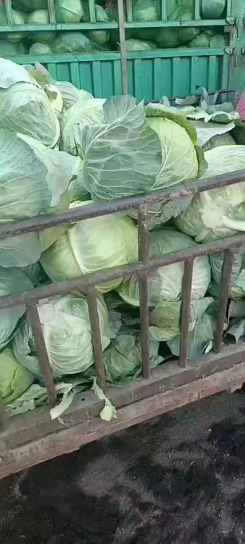 甘蓝