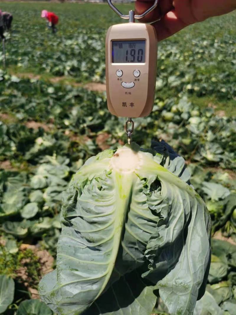 甘蓝