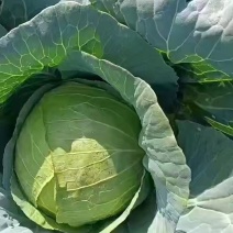 甘蓝
