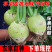 《实力》吉林芥菜头芥菜疙瘩基地直发保质保量一条龙服务