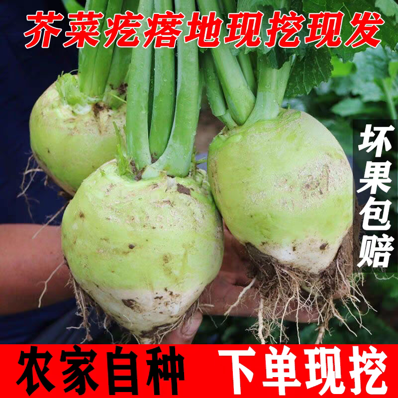 《实力》吉林芥菜头芥菜疙瘩基地直发保质保量一条龙服务