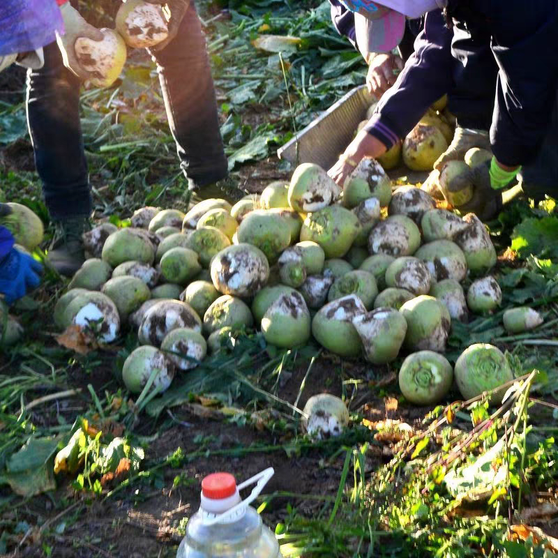 《实力》吉林芥菜头芥菜疙瘩基地直发保质保量一条龙服务