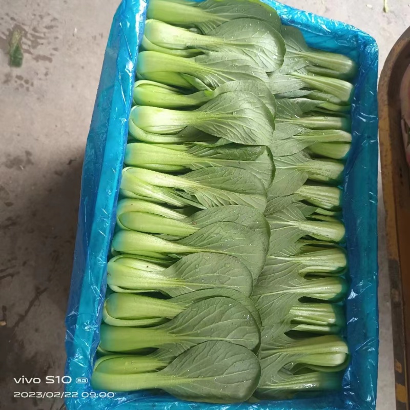 上海青