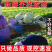 《精选》吉林芥菜头芥菜疙瘩基地直发对接一条龙服务