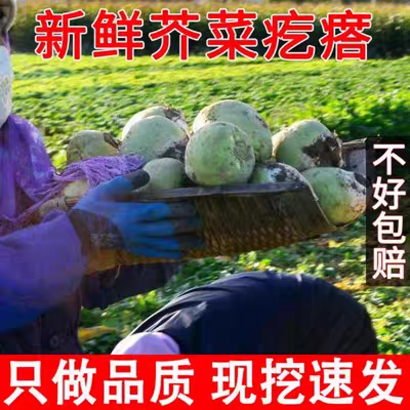 《精选》吉林芥菜头芥菜疙瘩基地直发对接一条龙服务
