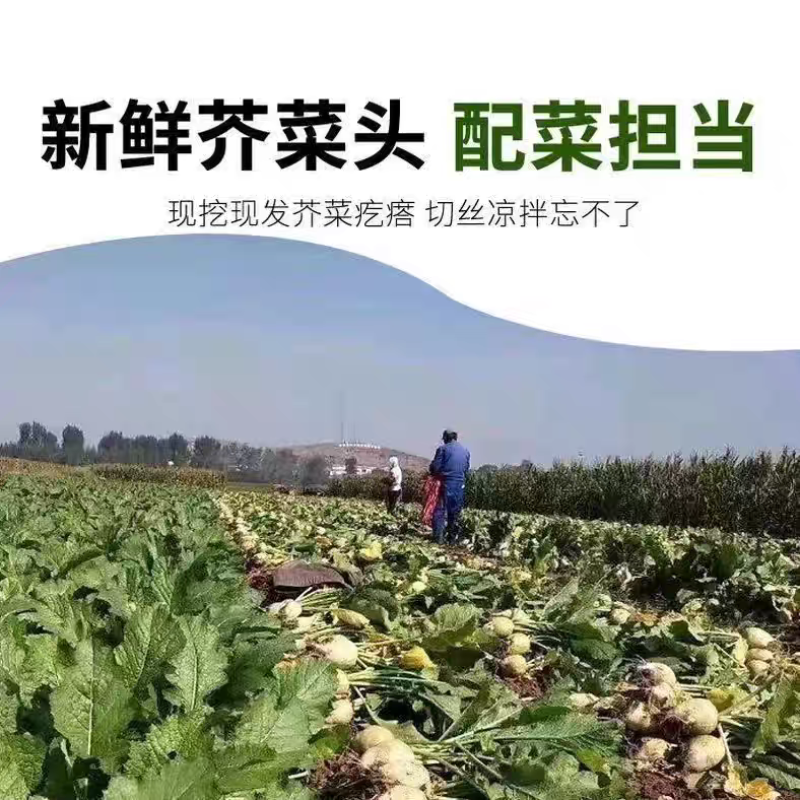 《精选》吉林芥菜头芥菜疙瘩基地直发对接一条龙服务