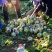 《精选》吉林芥菜头芥菜疙瘩基地直发对接一条龙服务