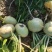 《畅销》吉林芥菜头芥菜疙瘩基地直发价格美丽量大从优