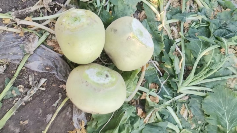 《畅销》吉林芥菜头芥菜疙瘩基地直发价格美丽量大从优