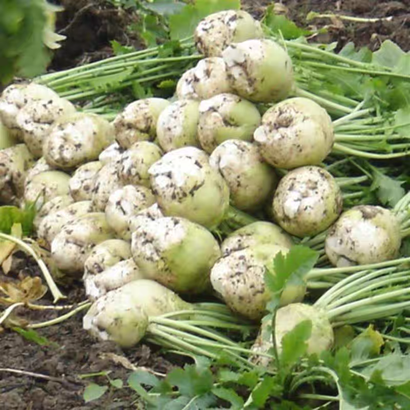 《畅销》吉林芥菜头芥菜疙瘩基地直发价格美丽量大从优