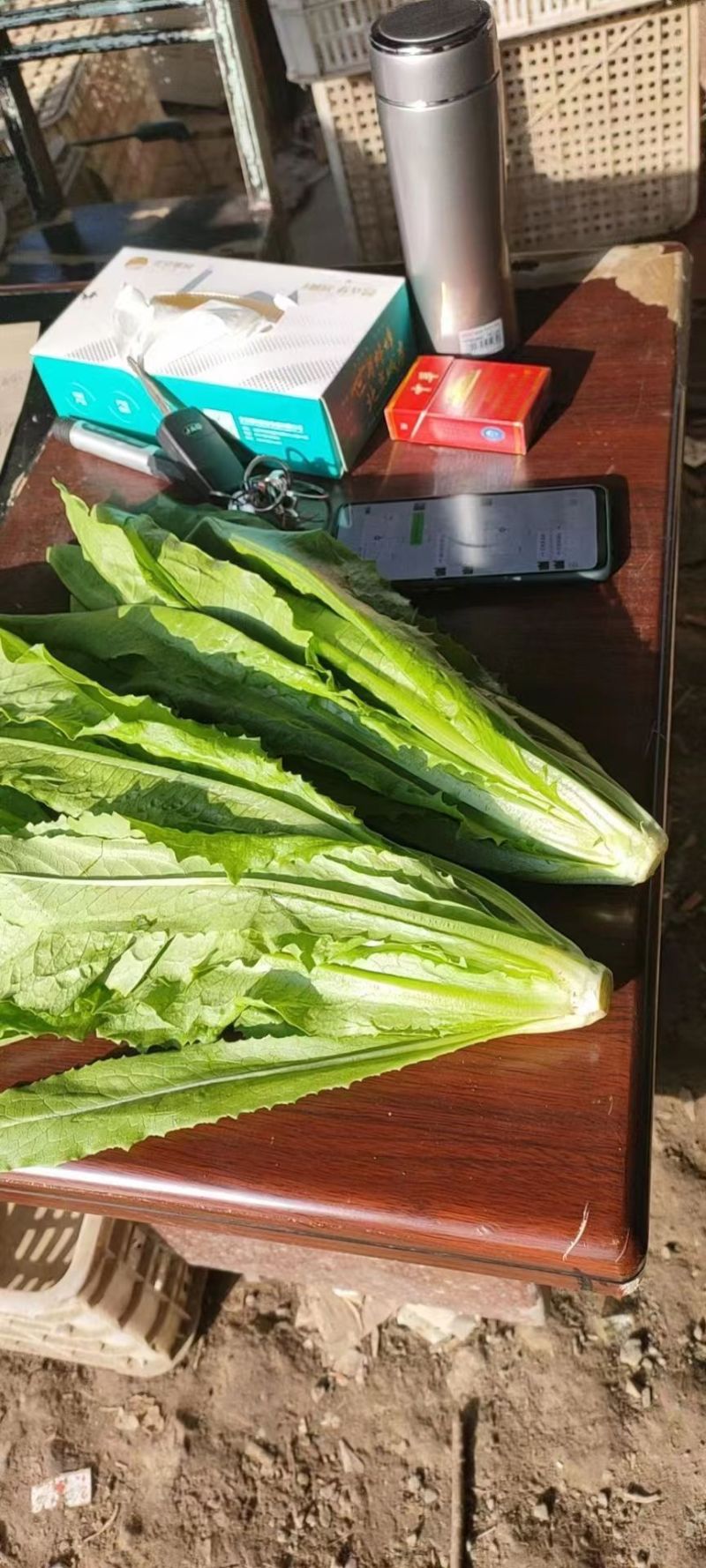 油麦菜