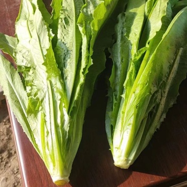 油麦菜