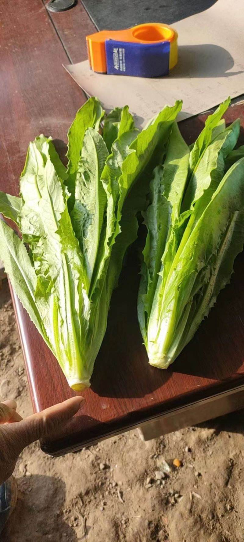 油麦菜