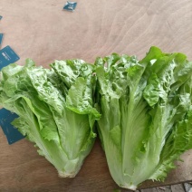 意大利生菜