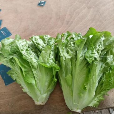 意大利生菜