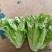 意大利生菜