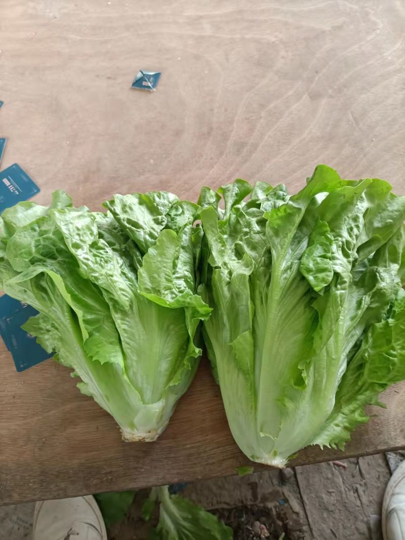 意大利生菜