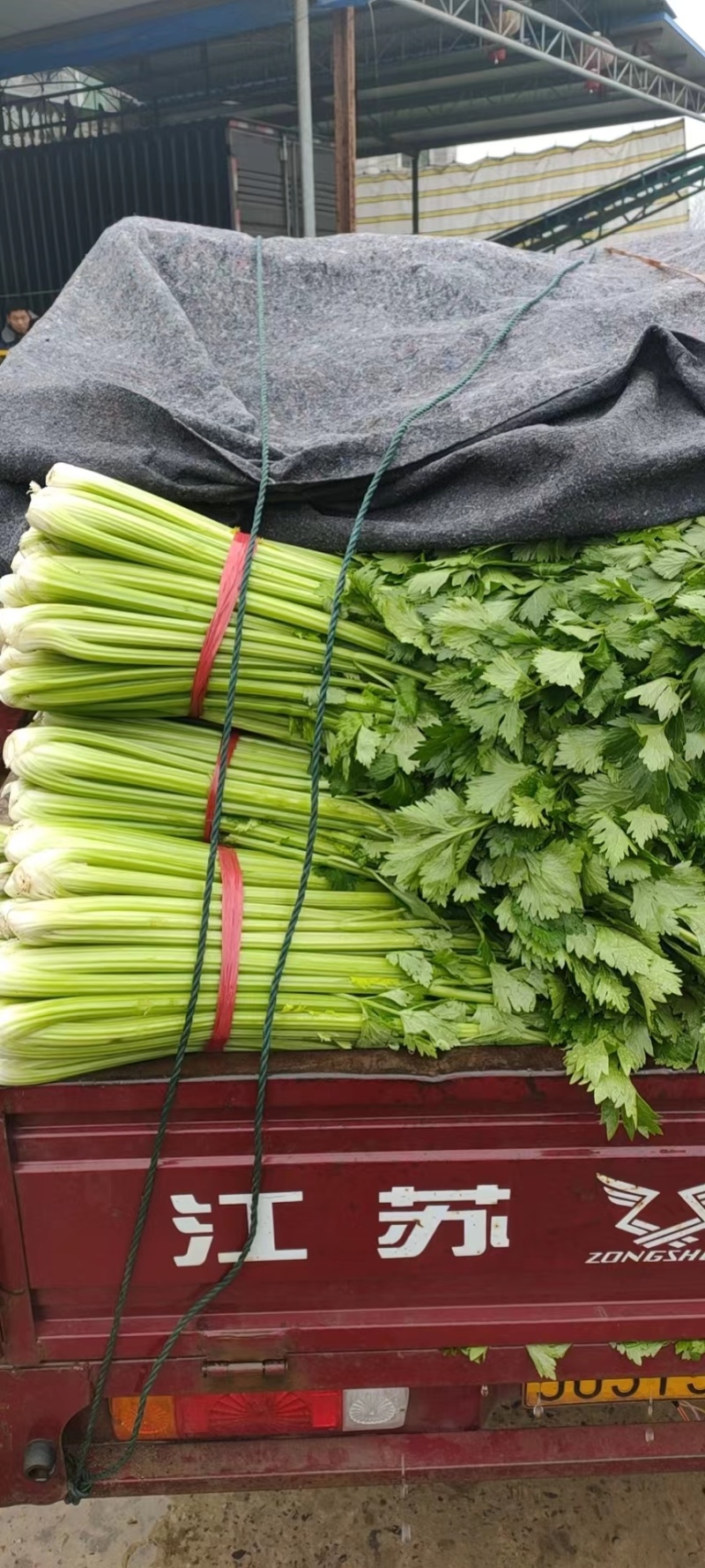 芹菜