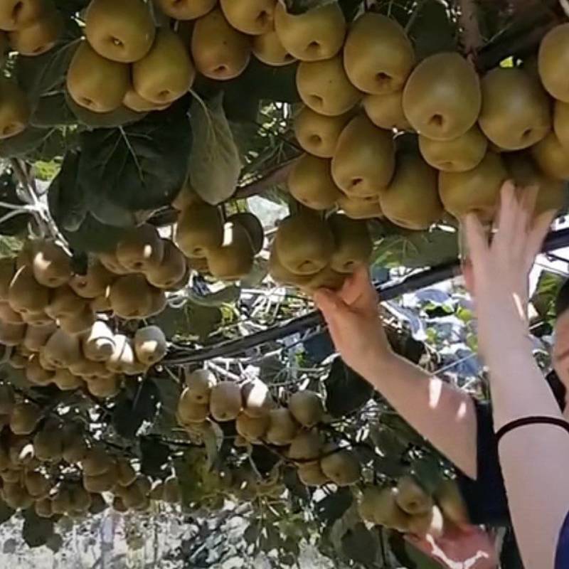 【热卖】红心猕猴桃嫁接苗，四川苍溪原产地发货，基地直发