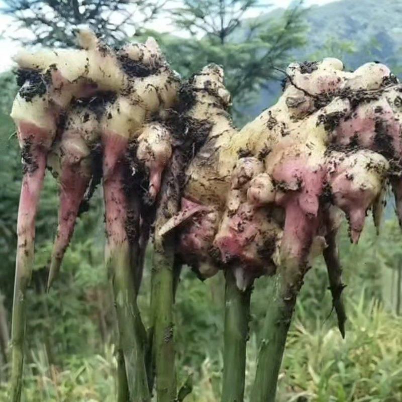 云南省屏边县生姜产地一手货源