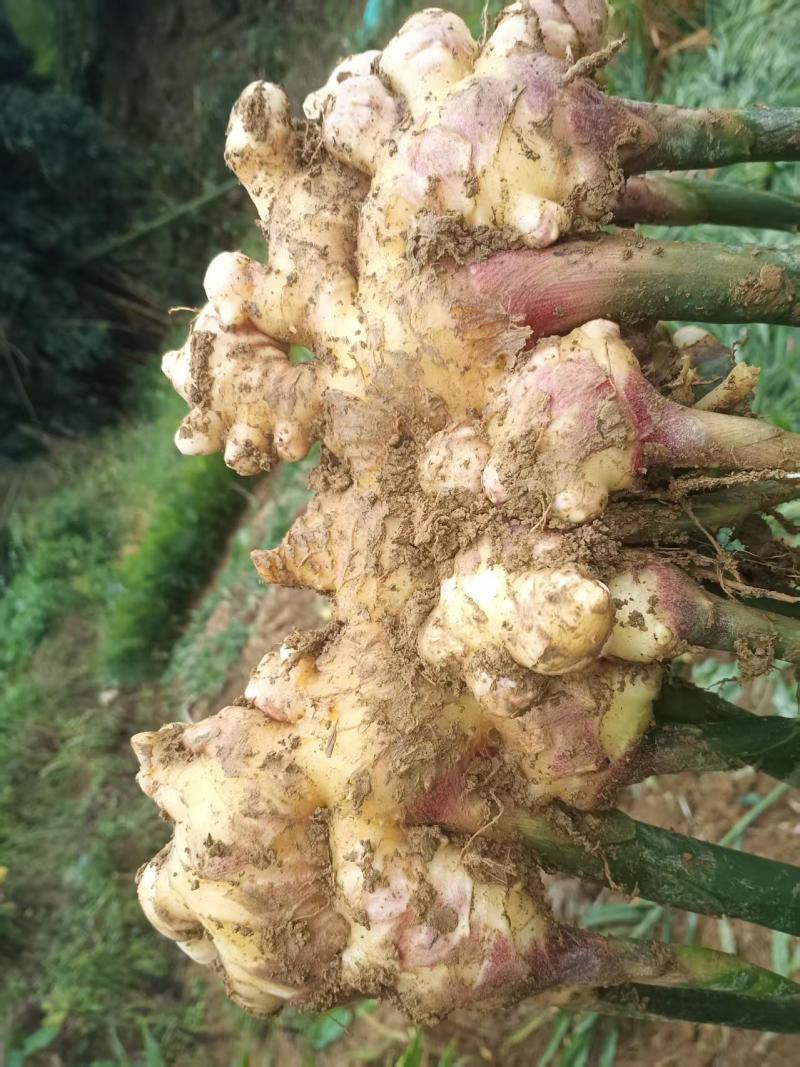 云南省屏边县生姜产地一手货源