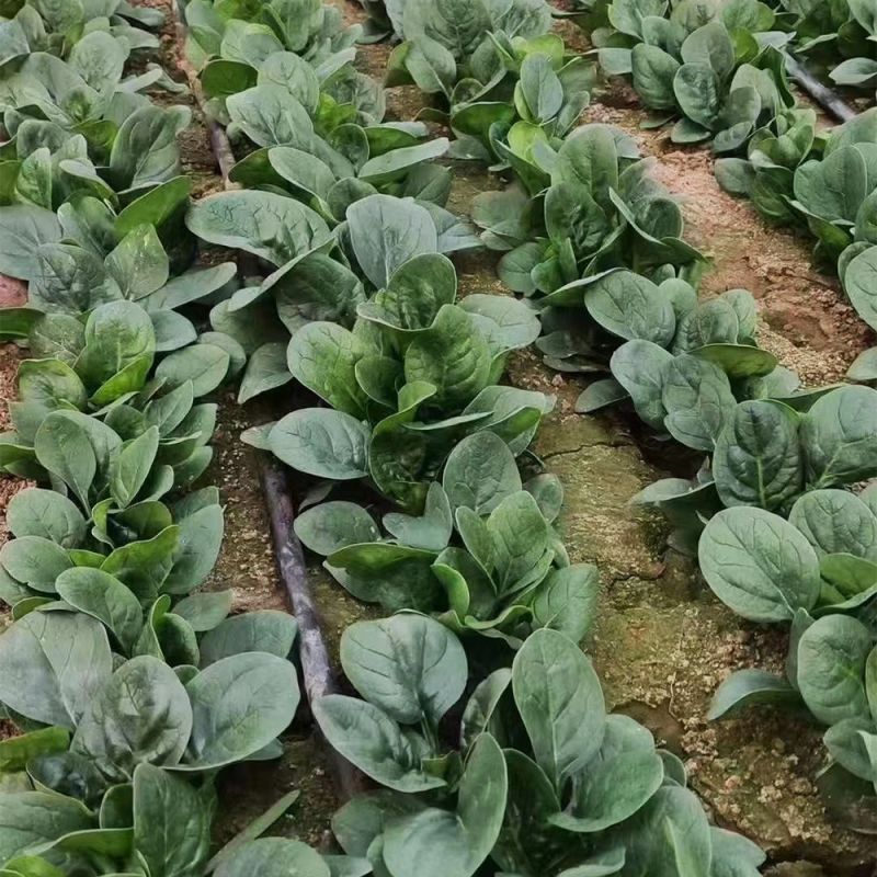 鼎优迈腾圆叶菠菜种子叶片圆厚叶色黑亮叶肉肥厚商品性好