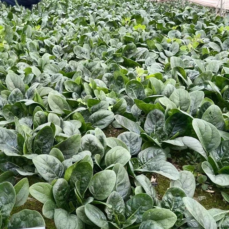 鼎优迈腾圆叶菠菜种子叶片圆厚叶色黑亮叶肉肥厚商品性好