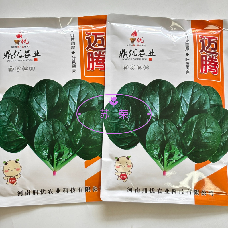 鼎优迈腾圆叶菠菜种子叶片圆厚叶色黑亮叶肉肥厚商品性好