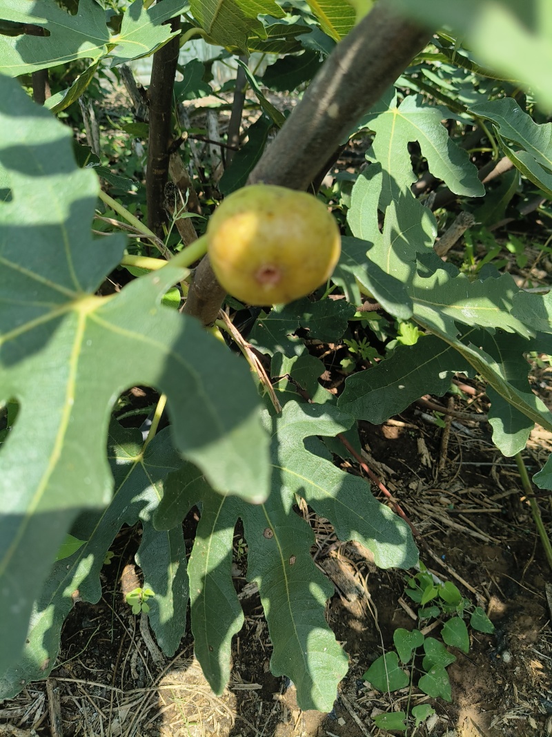 无花果干
