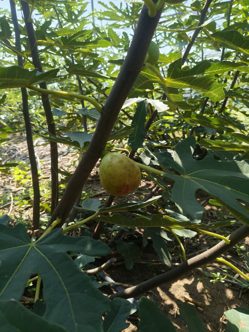 无花果干