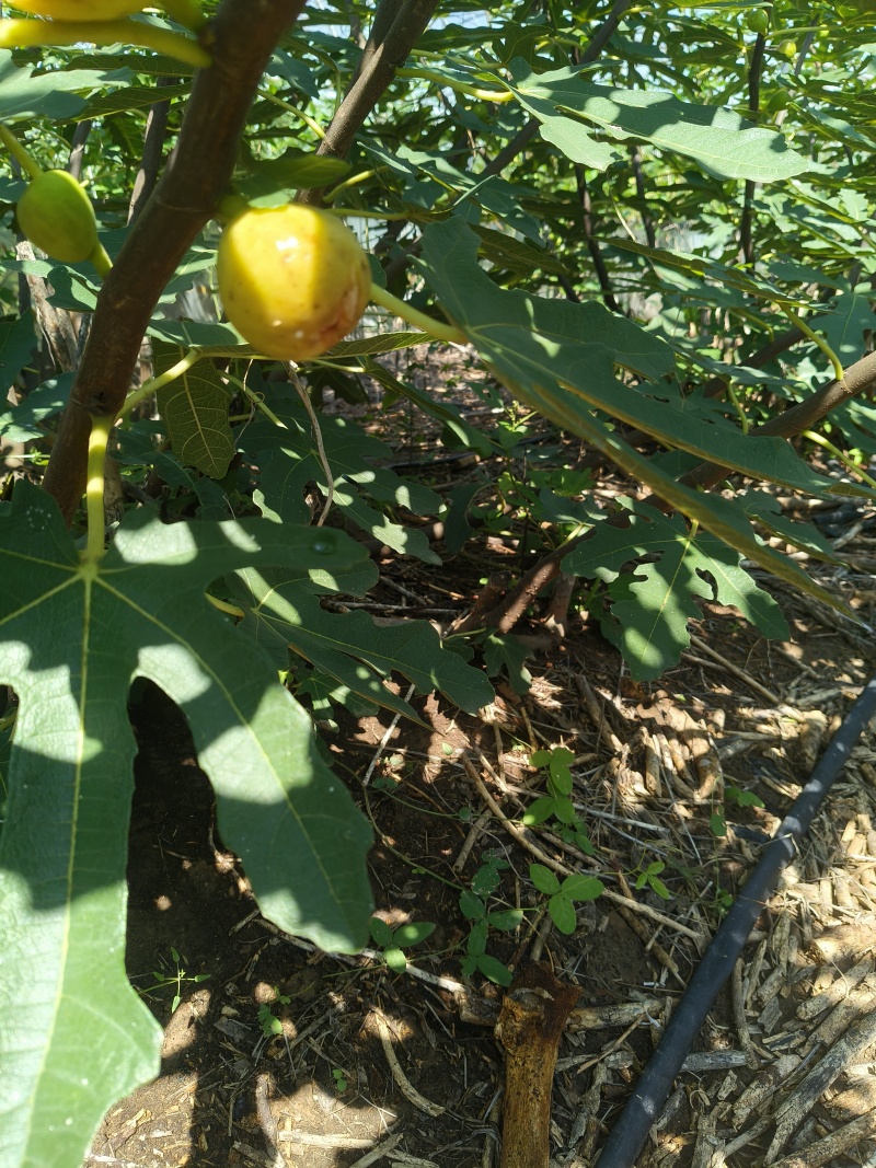 无花果干